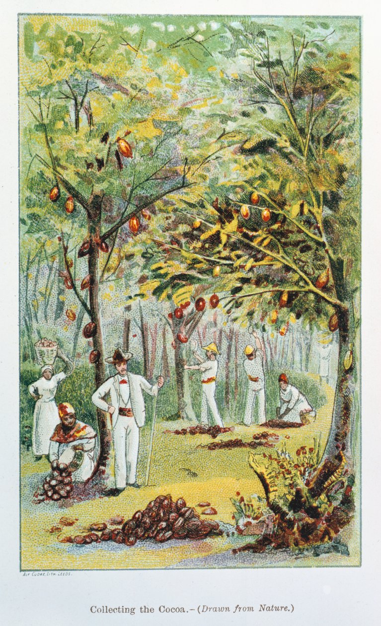 收集可可，委内瑞拉，1892年 作者 不明