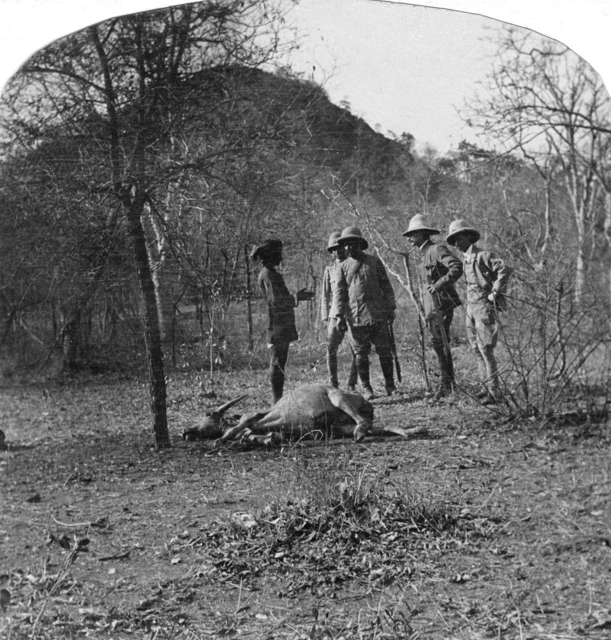 阿弗苏尔·穆克上校（Afsurul Mulk）上虎狩猎，印度，1900年代 作者 不明