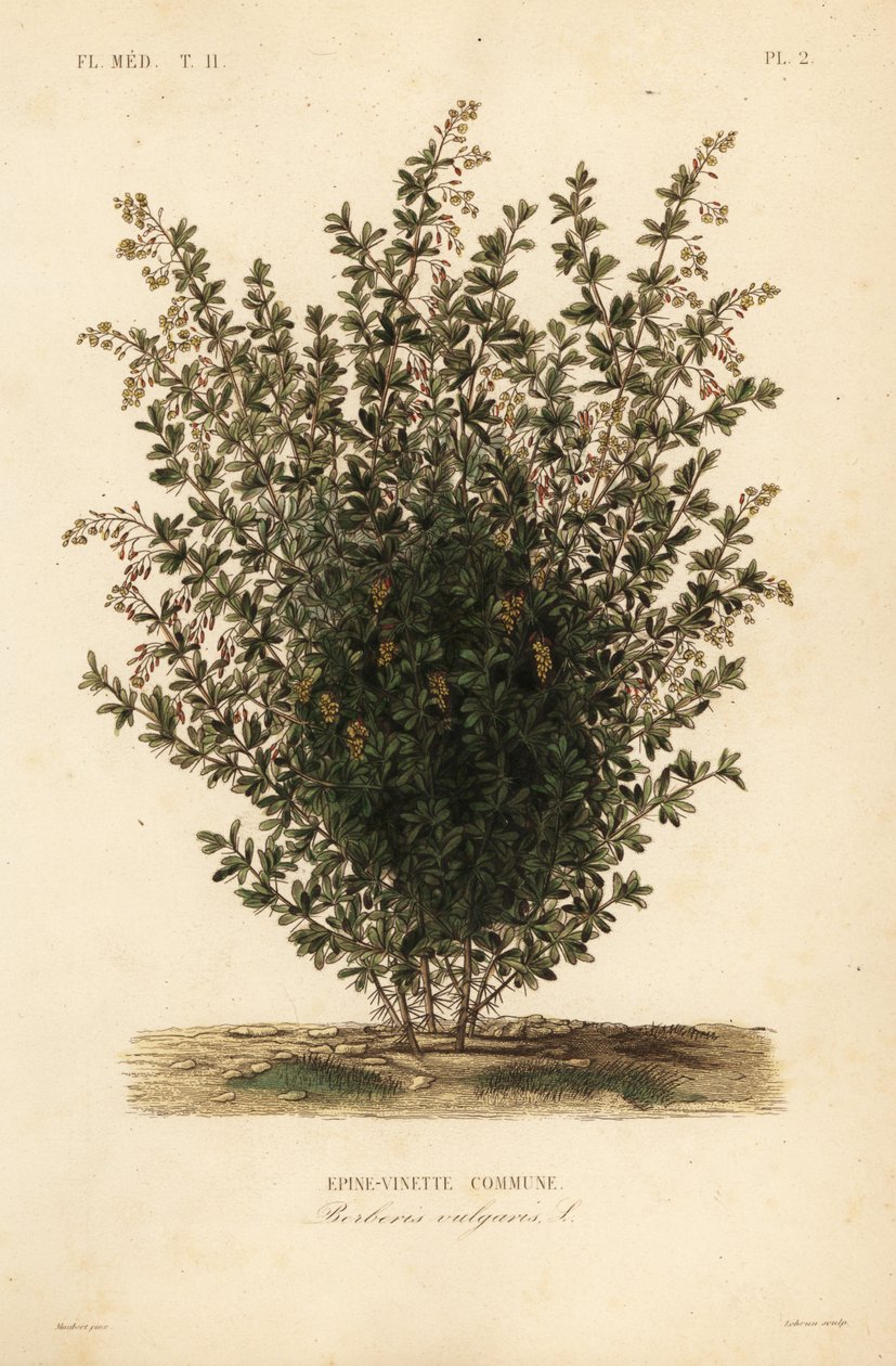Common barberry, Berberis vulgaris, Epine-vinette commune 作者 不明