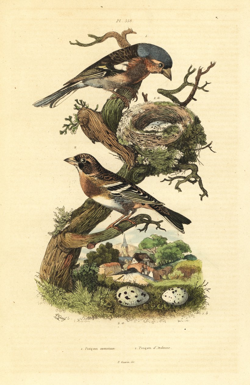 Common chaffinch, Fringilla coelebs, nest and eggs, and brambling, Fringilla montifringilla with eggs Pinson commun et pinson d