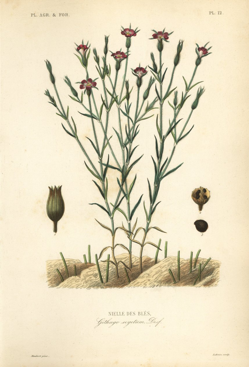 Common corn-cockle, Agrostemma githago, Githago segetum, Nielle des bles, Handcoloured steel engraving by L 作者 不明