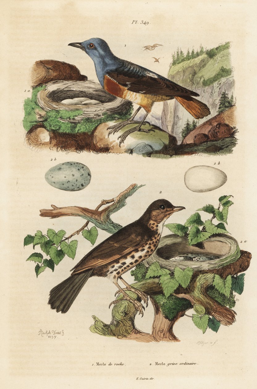 Common rock thrush with nest and eggs, Monticola saxatilis, and song thrush with nest and eggs, Turdus philomelos 作者 不明