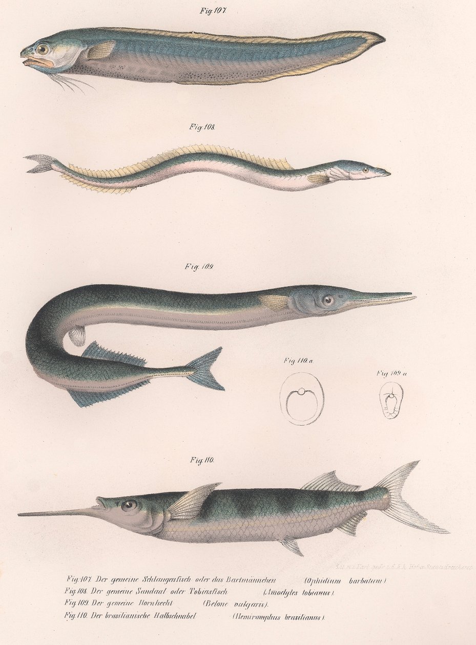常见的蛇鱼。普通的鳗鱼。普通的霍恩赫特。巴西半喙，约1850年代 作者 不明