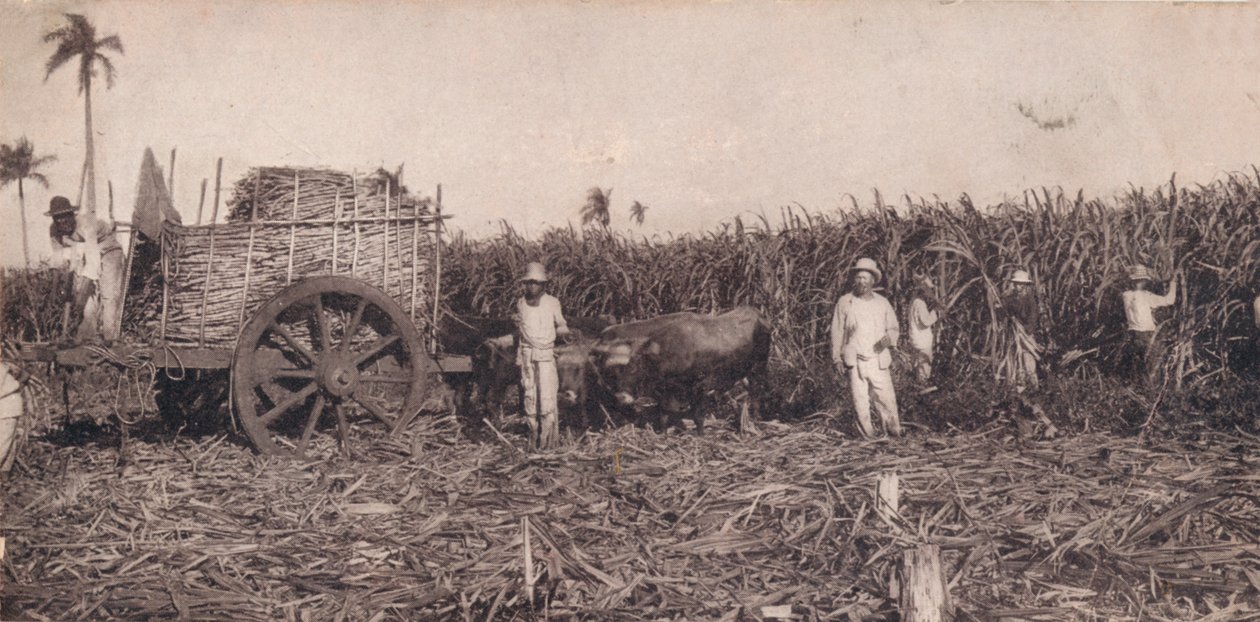 Corte de Canna。 -收集甘蔗。古巴，c1900 作者 不明
