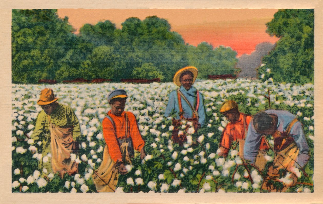 棉花采摘，乔治亚州奥古斯塔，1943年 作者 不明