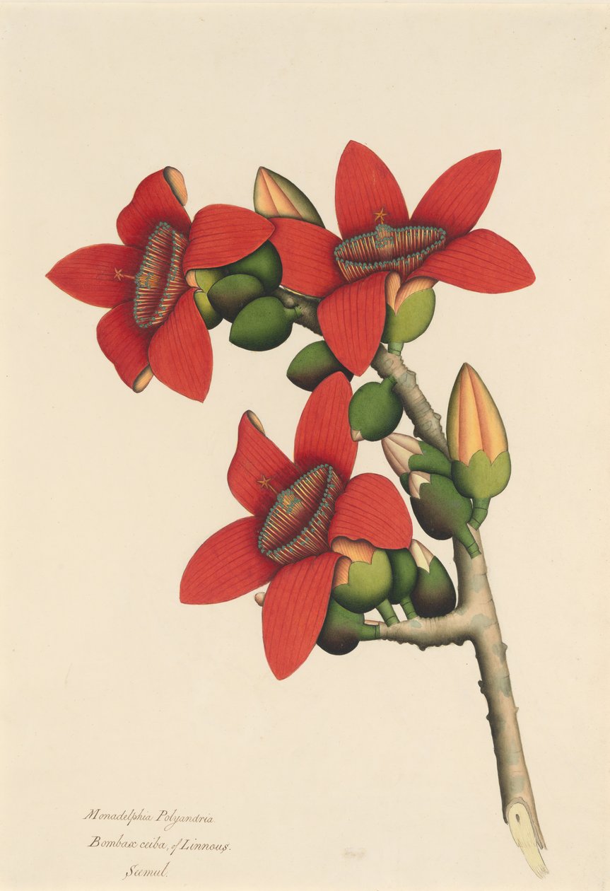 棉花树花，约1800-1805年。 作者 不明