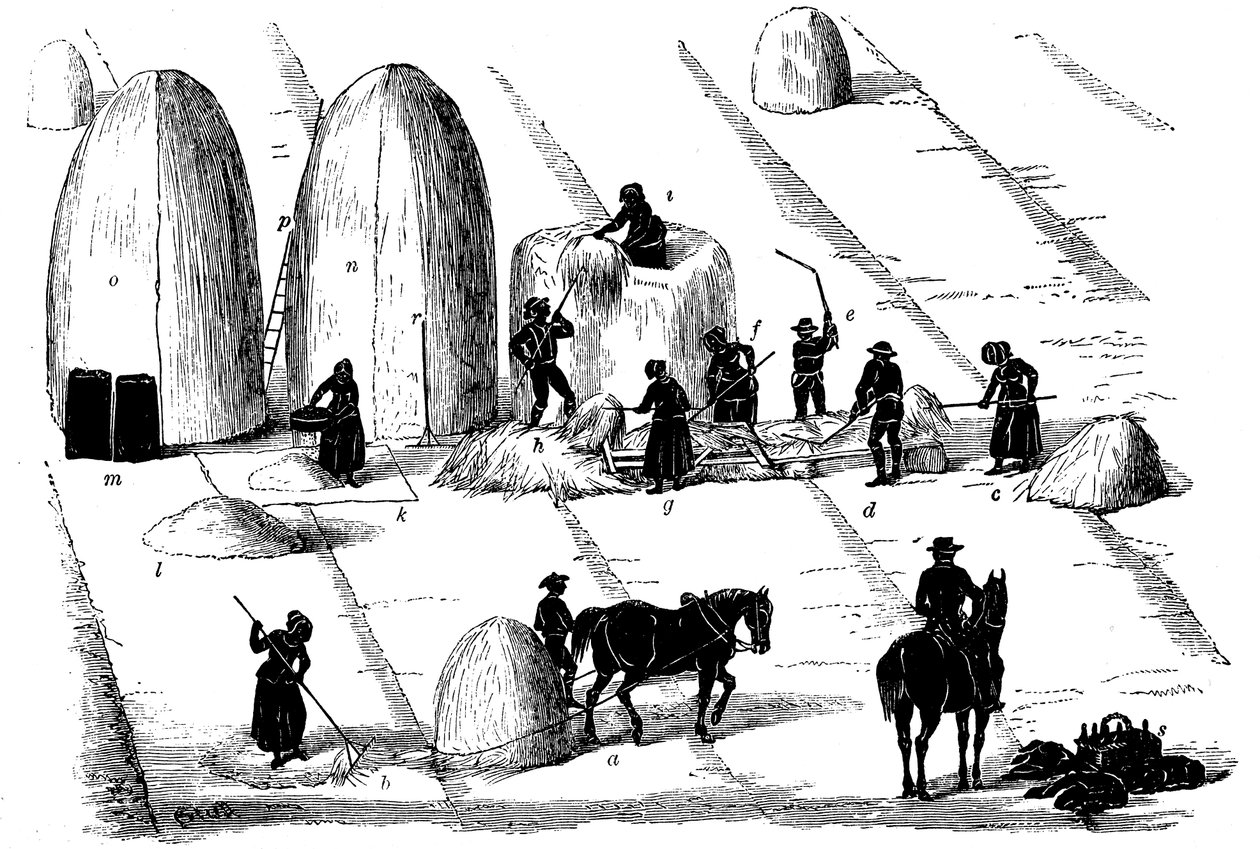 轮作：1855年将脱粒的黑麦草播种 作者 不明