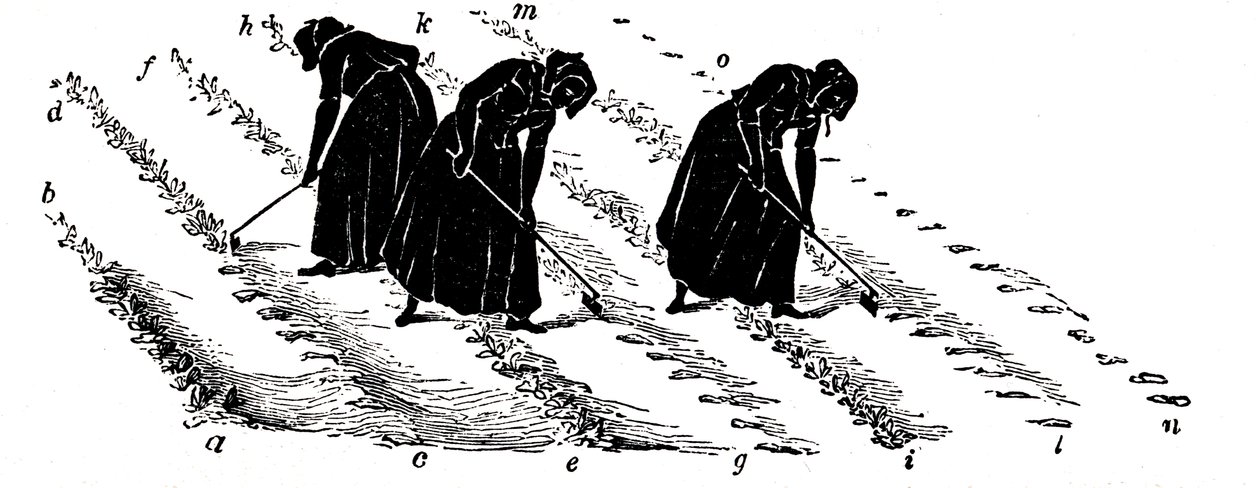 农作物轮作：萝卜稀疏妇女，1855年 作者 不明