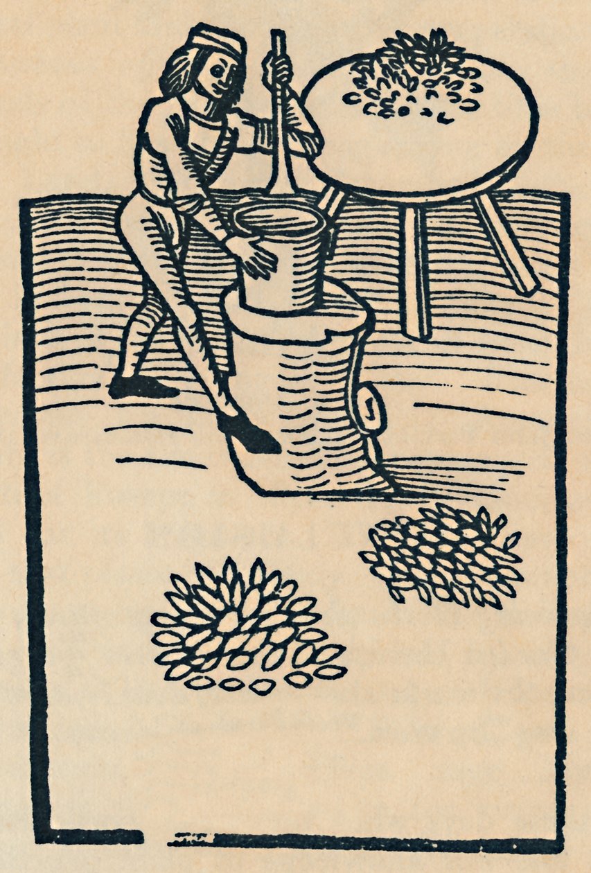 研钵中的碎草药，1947年 作者 不明