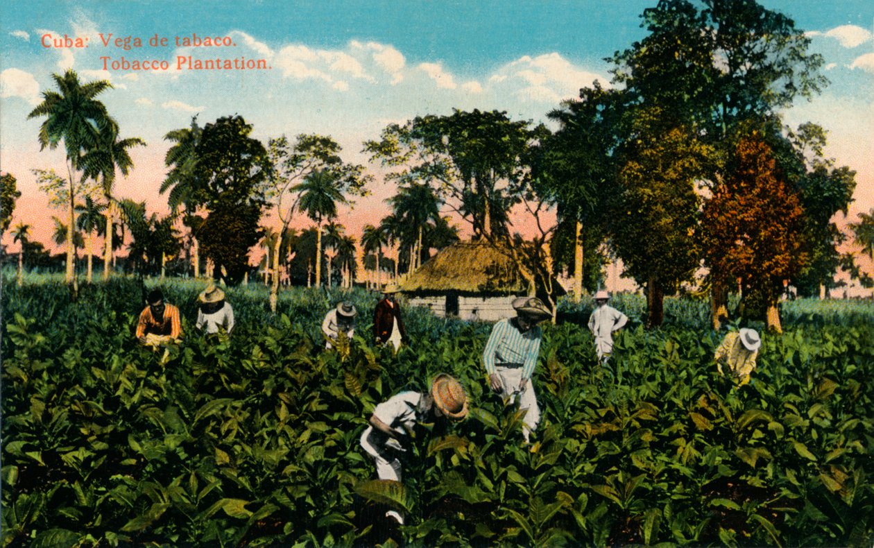 古巴：Vega烟草。烟草种植园，c1900年 作者 不明