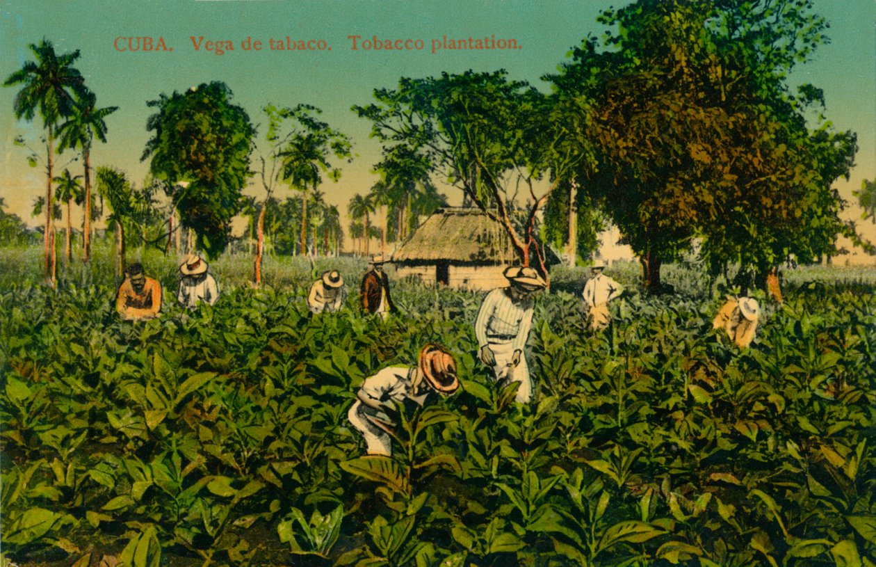 古巴烟草的维加。烟草种植园，c1920s 作者 不明