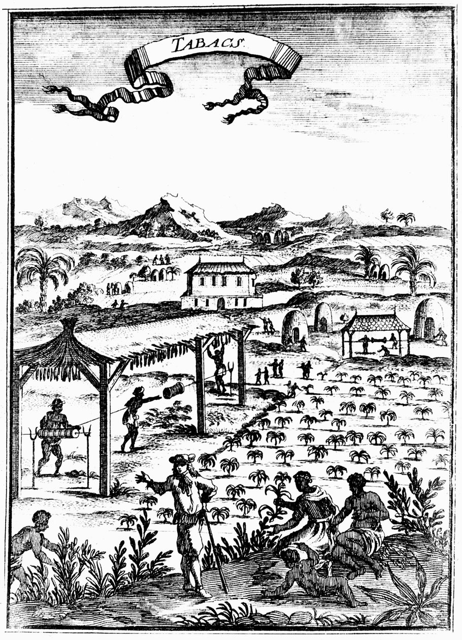 1686年在西印度群岛使用奴隶劳动来种植和治愈烟草 作者 不明