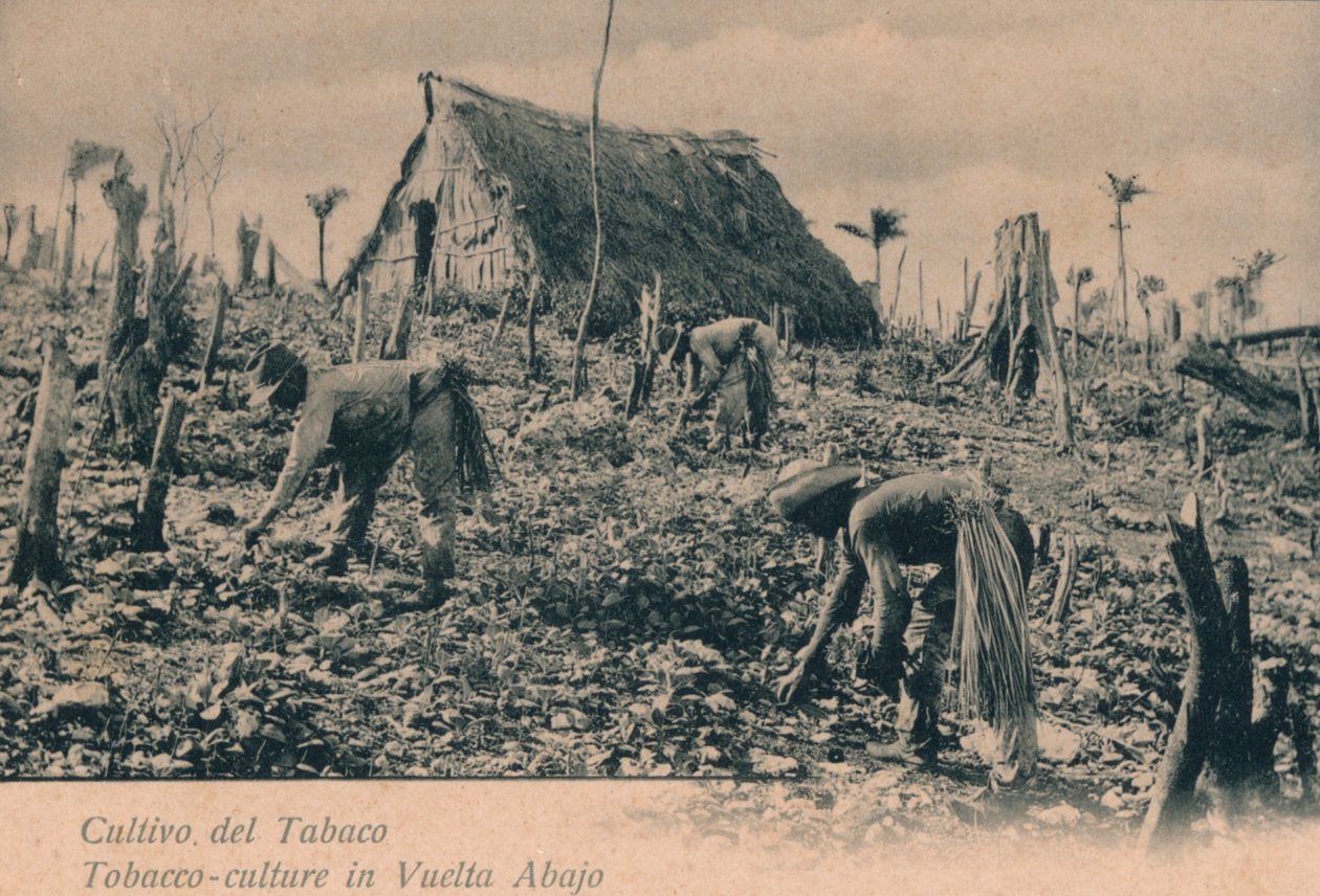 烟草种植。 1900年在Vuelta Abajo的烟草种植 作者 不明