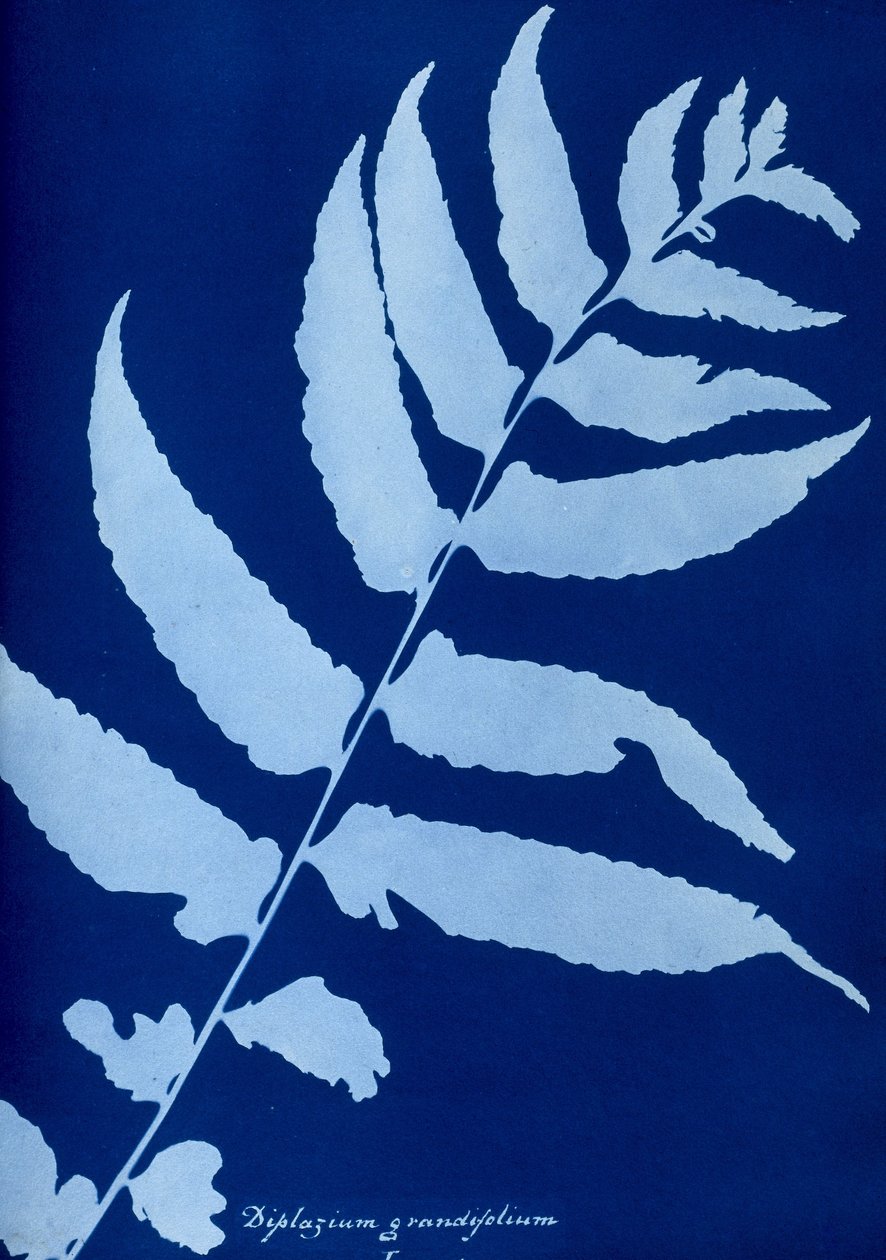 Diplazium grandifolium的青色样本 作者 不明