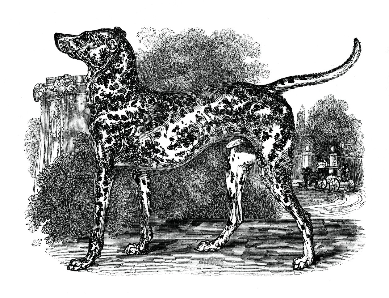达尔马提亚犬，1848年 作者 不明