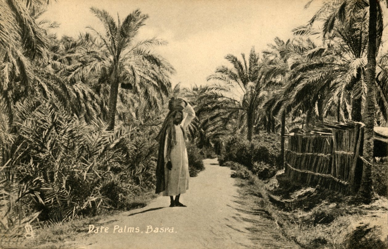 伊达棕榈（Date Palms），巴士拉（c1918-c1939）。 作者 不明