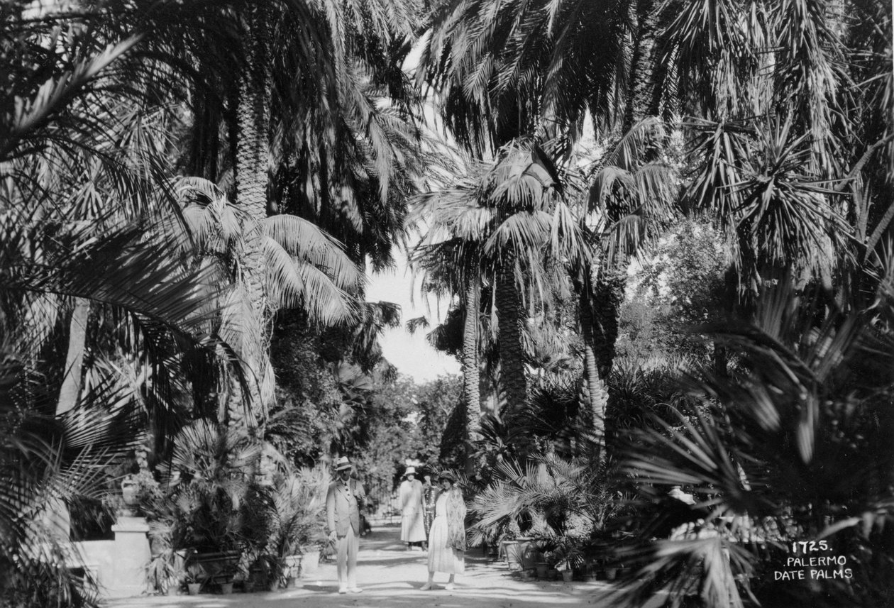 枣椰子，意大利西西里岛巴勒莫，c1920s-c1930s 作者 不明