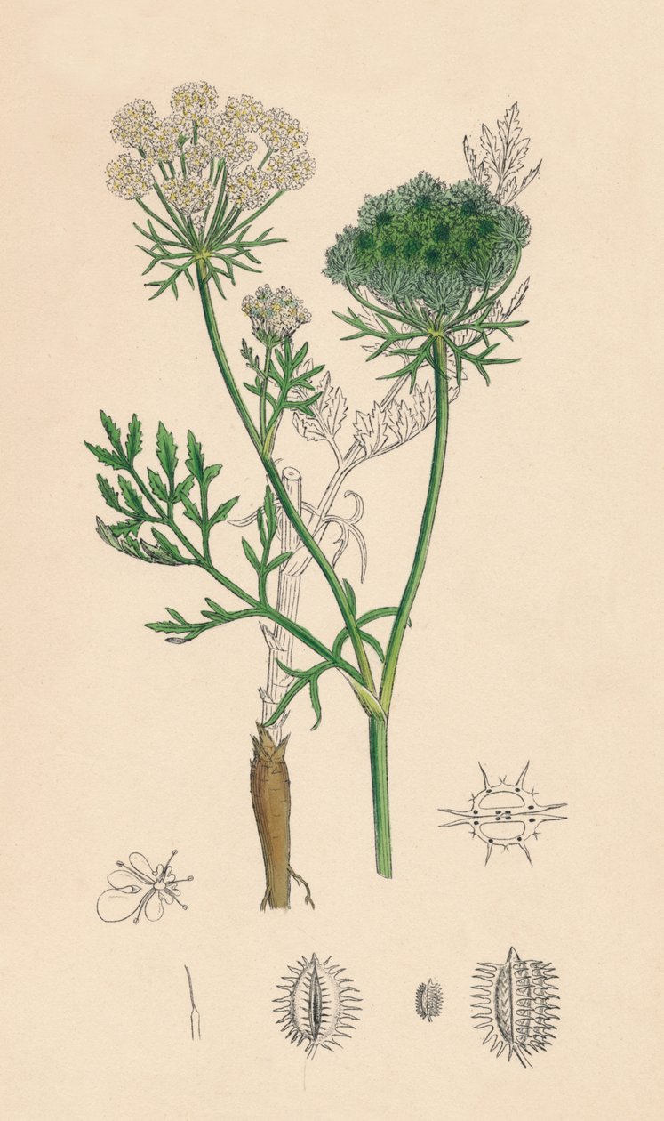Daucus Carota。野胡萝卜，十九世纪 作者 不明