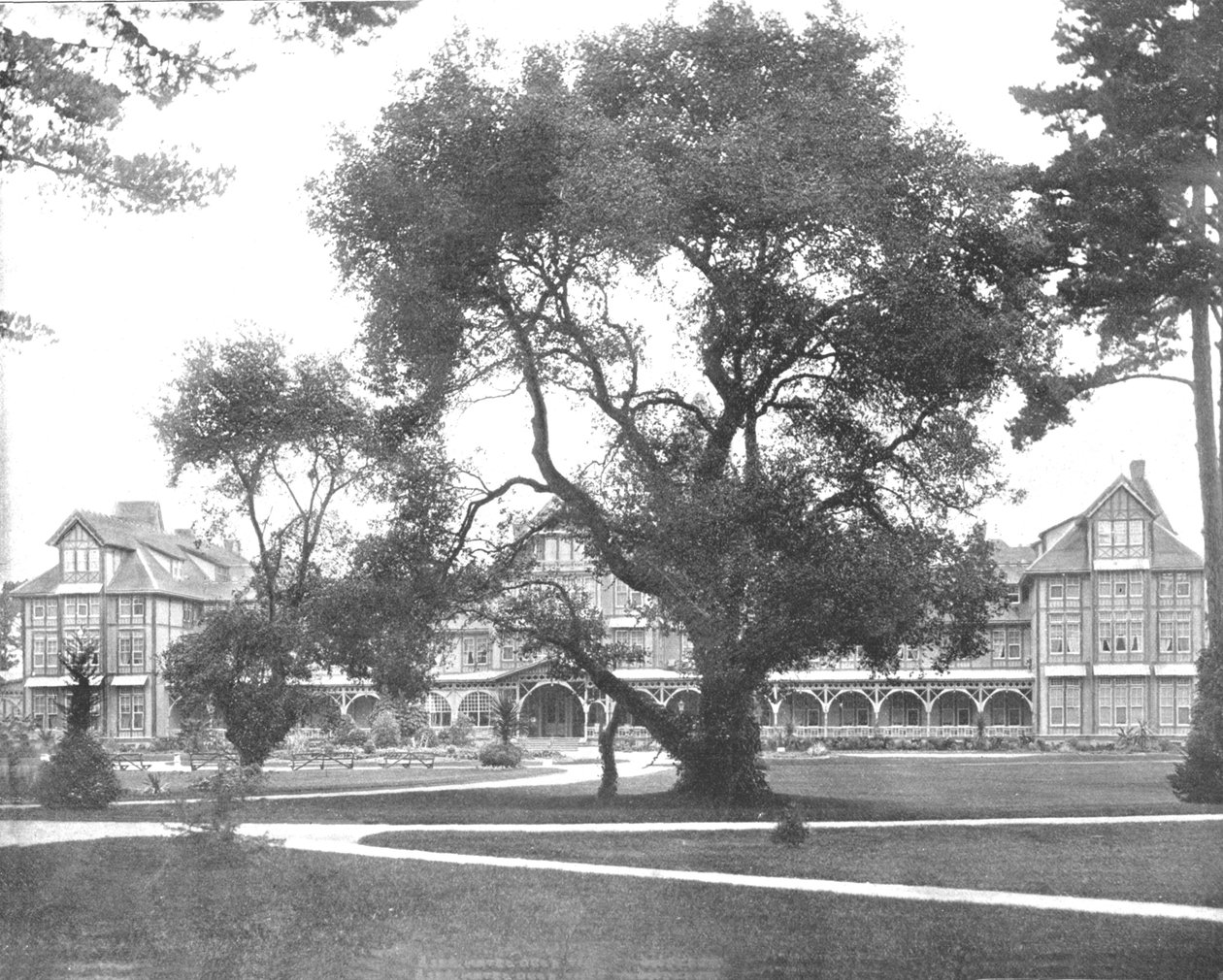 德尔蒙特（Del Monte），美国加利福尼亚州蒙特雷市，摄于1900年。 作者 不明