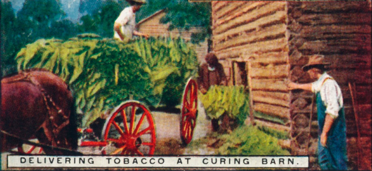 1926年在Curing Barn运送烟草 作者 不明