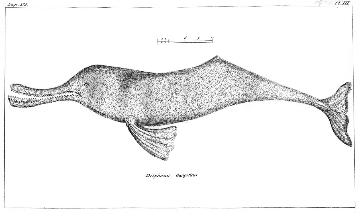 Delphinus Gangeticus恒河豚，1799年 作者 不明