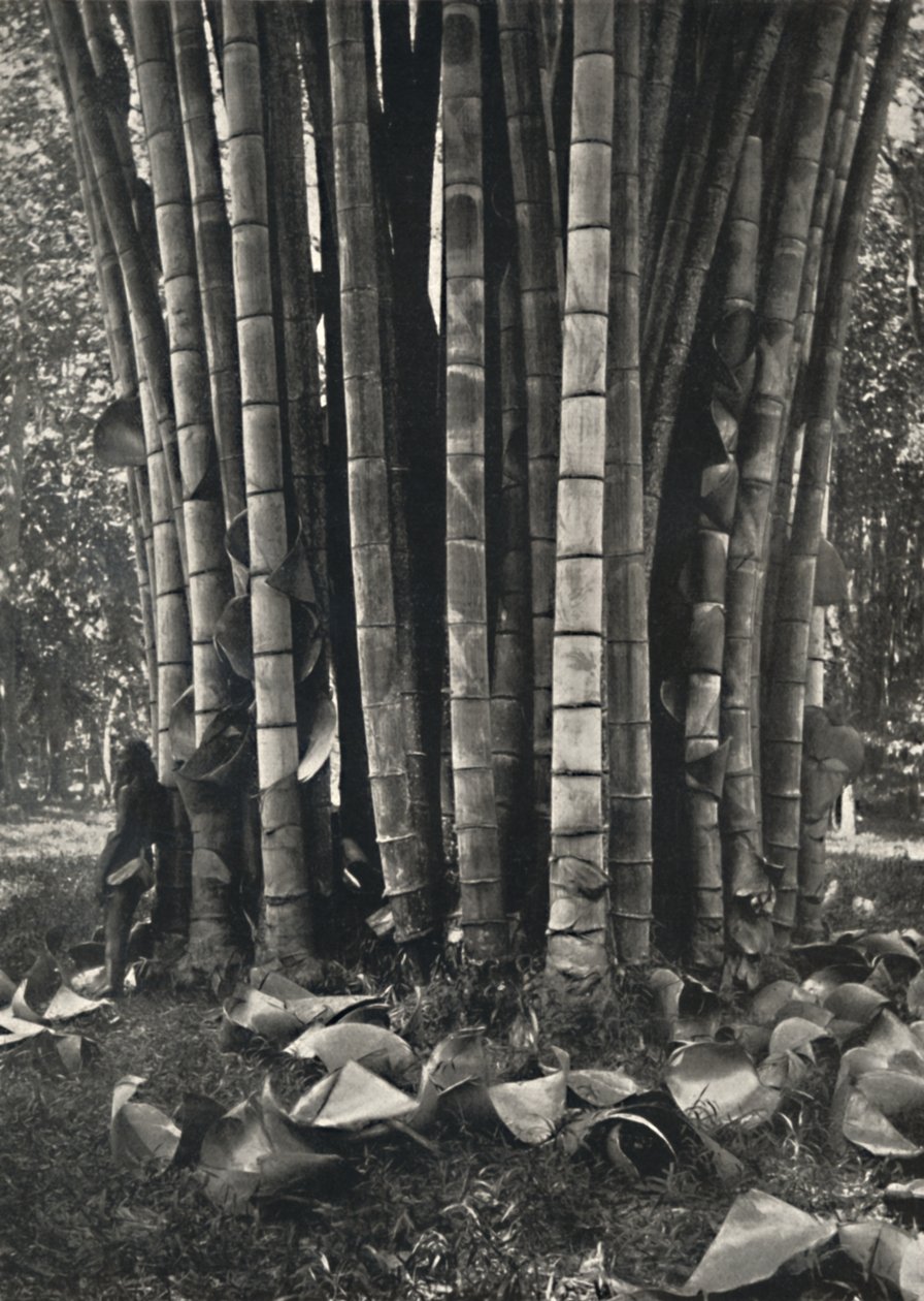 1926年在Peradeniya的巨型竹子植物的茎的下部 作者 不明