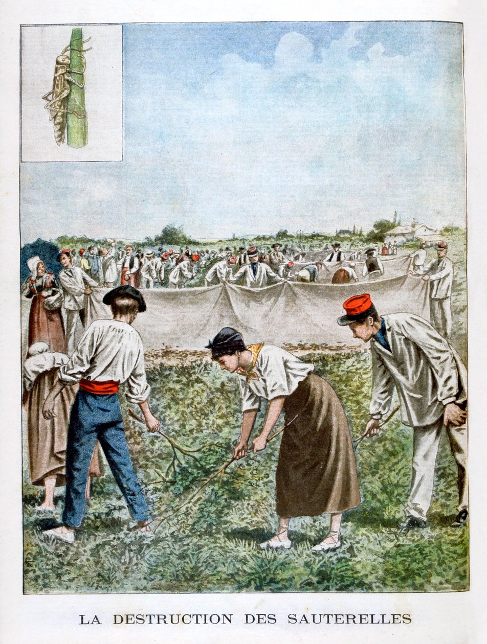摧毁蚱hopper，1901年 作者 不明
