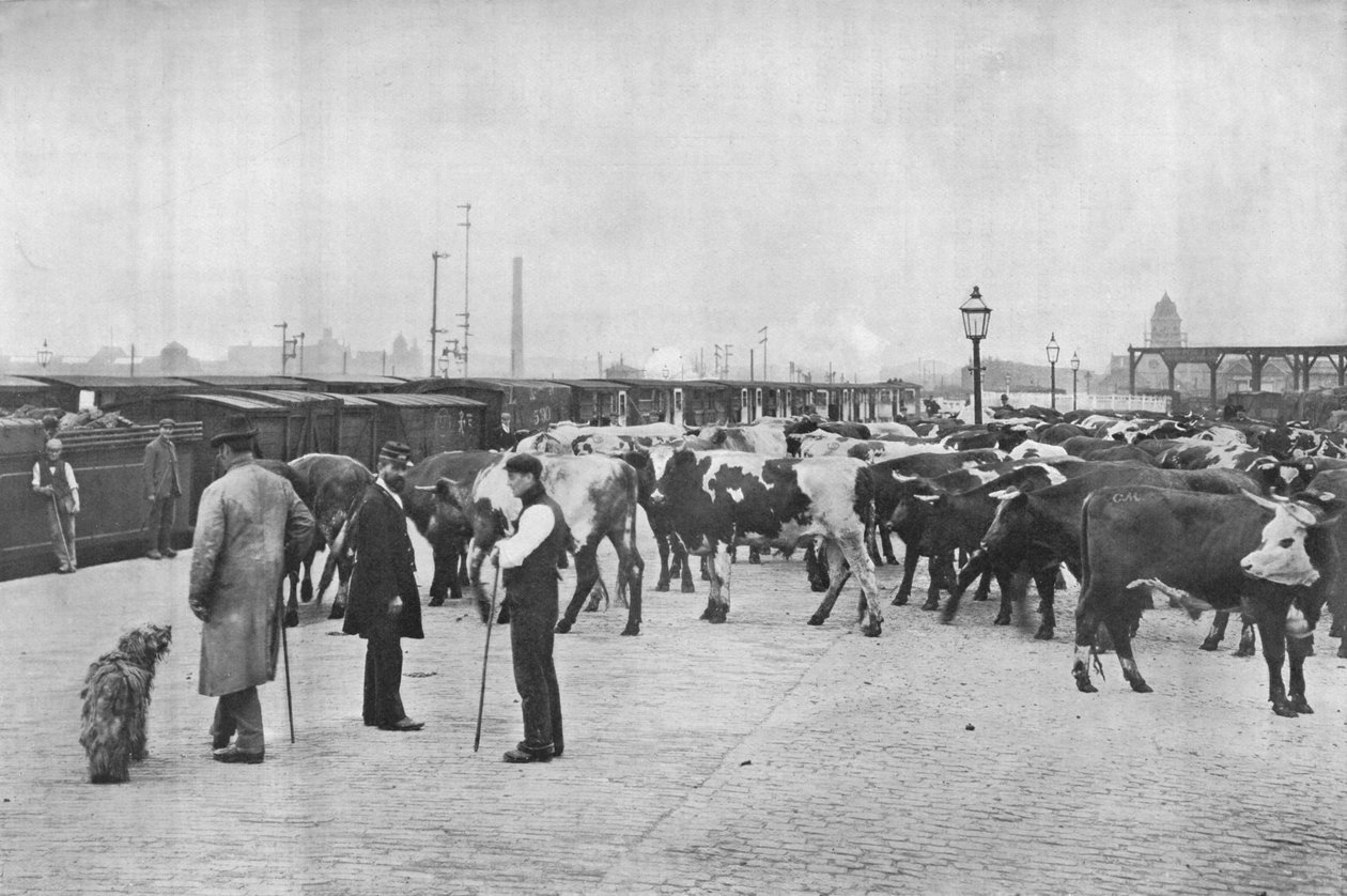 伦敦约克路LNWR仓库的放牧牛，c1903 1903 作者 不明