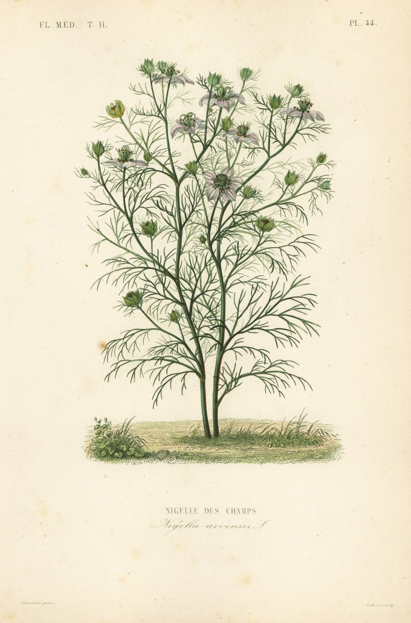 Devil-in-a-bush or love-in-a-mist, Nigella arvensis, Nigelle des champs 作者 不明