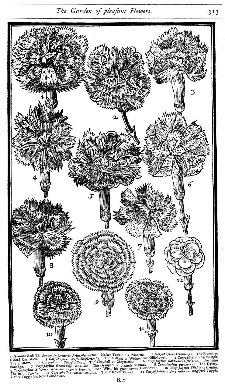 石竹康乃馨和粉红色，1629年 作者 不明