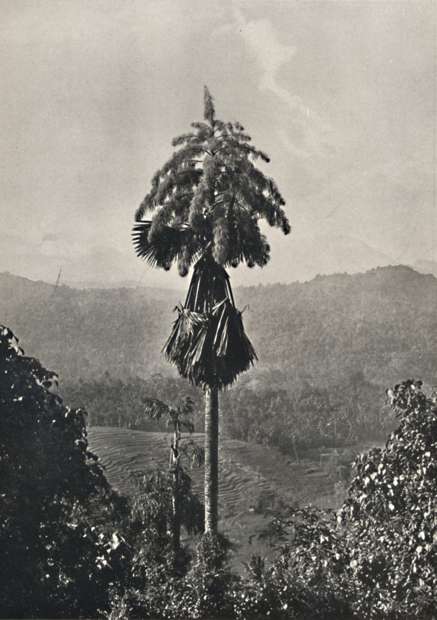 Talipotpalm Corypha umbracalifera在血液中，1926年 作者 不明