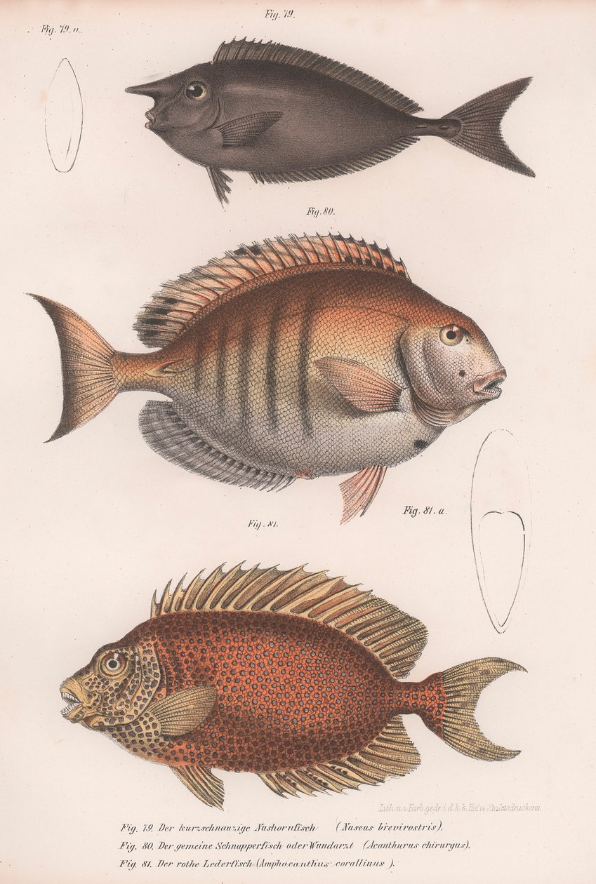 Doctorfish tang，普通鲷鱼，短鼻麒麟鱼 作者 不明