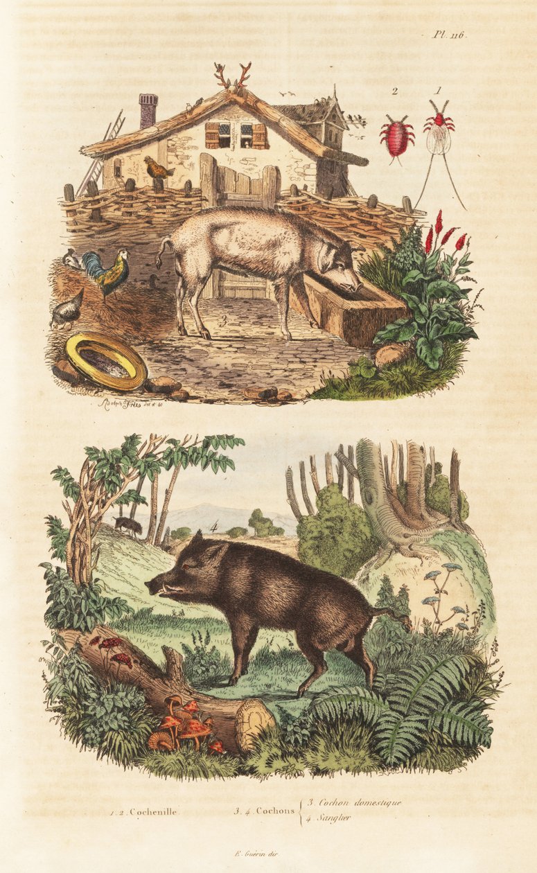Domestic pig, Sus scrofa domesticus 3, wild boar, Sus scrofa 4 and cochineal beetle, Dactylopius coccus 1,2 作者 不明