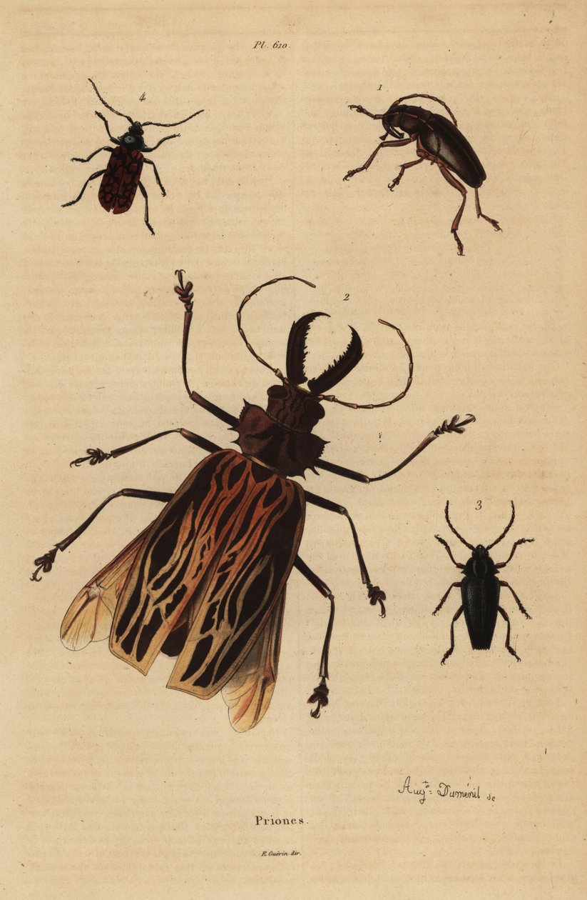 Dorysthenes paradoxus 1, Macrodontia cervicornis, vulnerable 2, Elateropsis lineatus 3 and Prionus versicolor 4 作者 不明