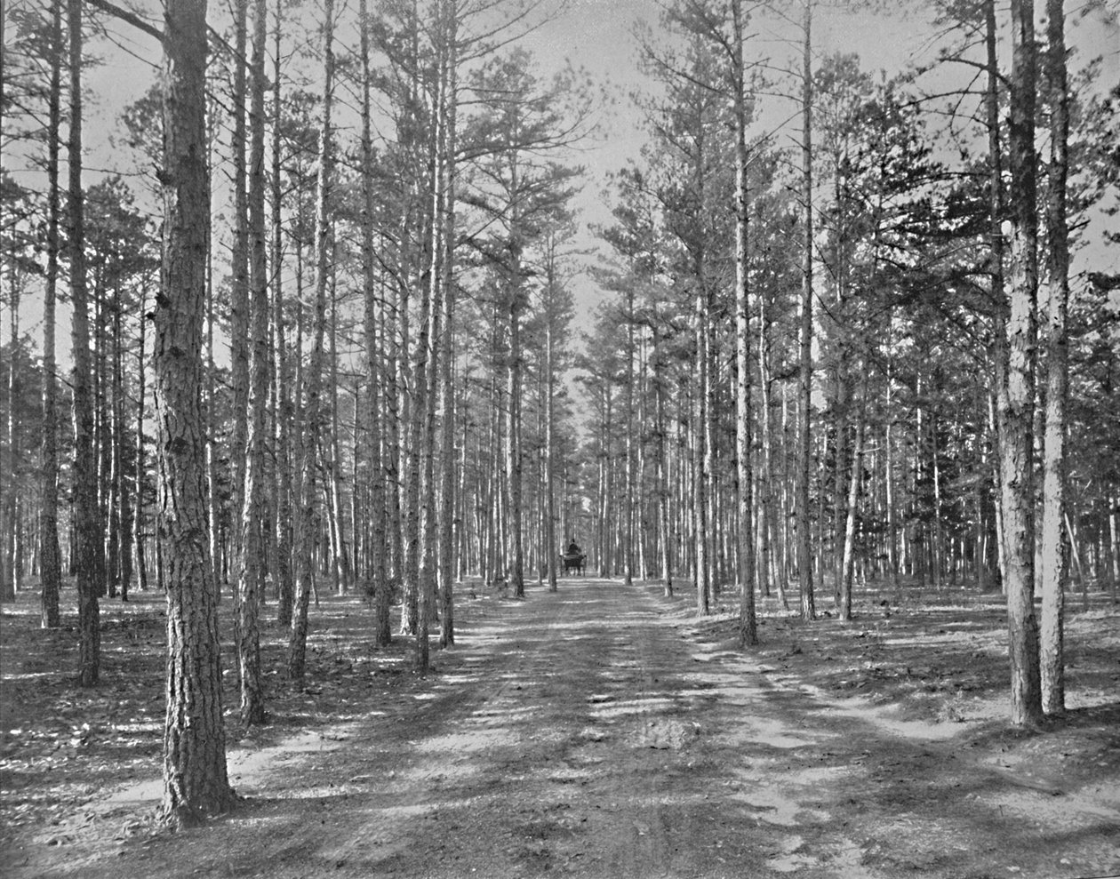 驾车于新泽西州莱克伍德市的皮尼伍兹公园（Piney Wods Park），建于1897年。 作者 不明