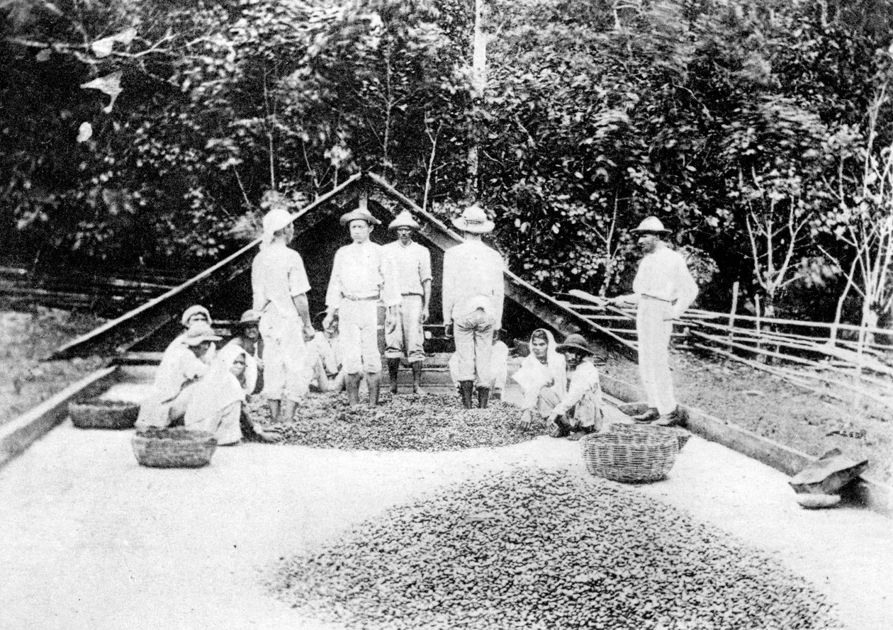 干燥可可，特立尼达，c1900年代 作者 不明