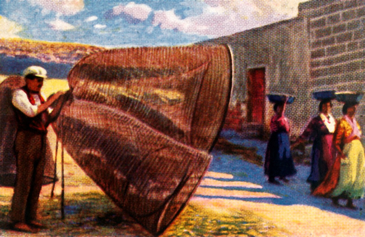烘干蚊帐，马耳他，c1928年。 作者 不明