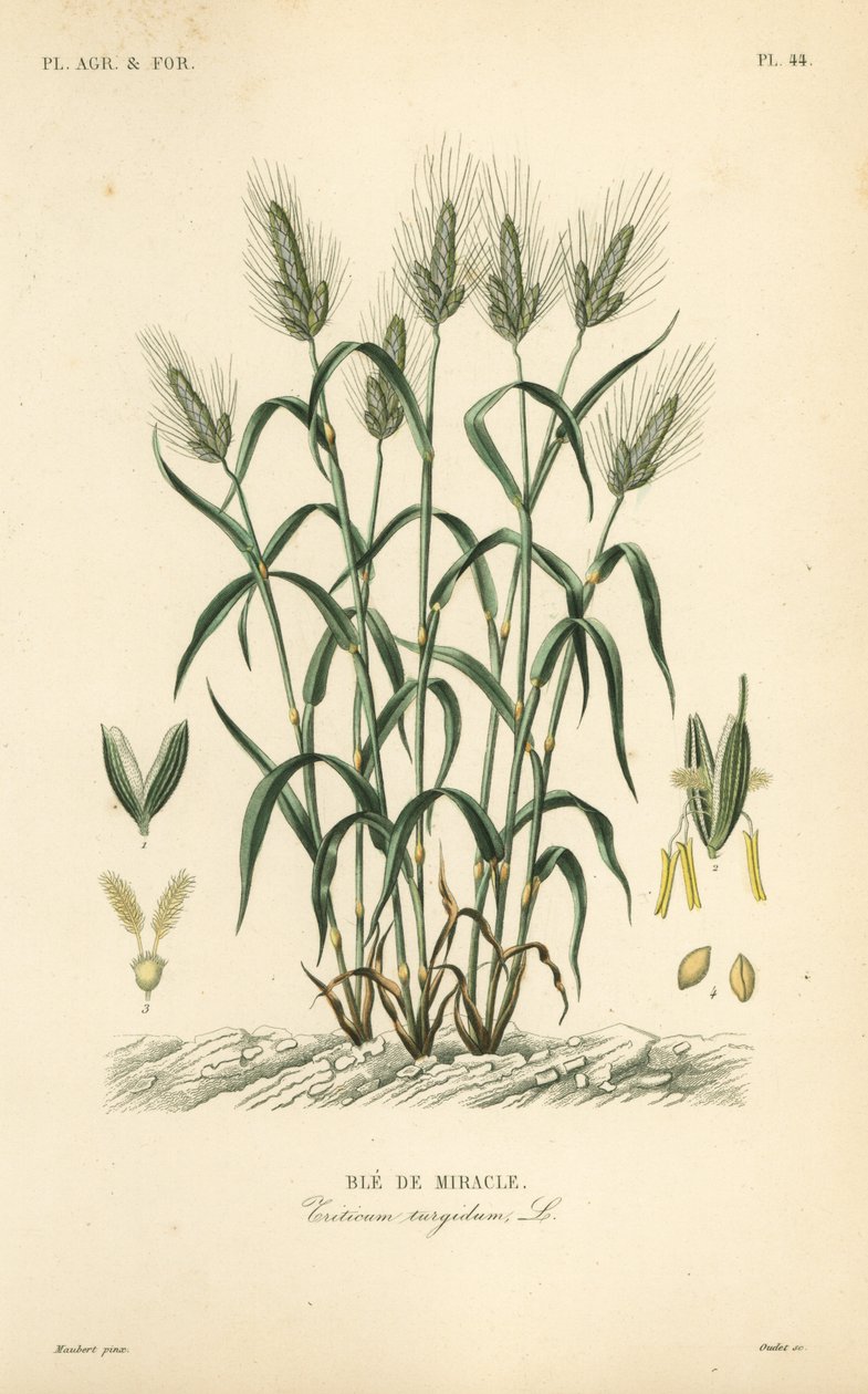 硬质小麦、面食小麦或马拉科尼小麦，Triticum turgidum, Ble de miracle 作者 不明
