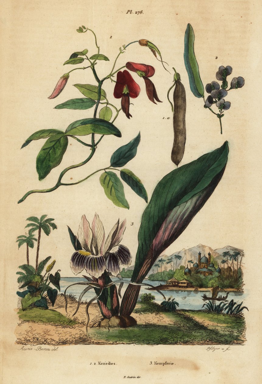 暗色珊瑚豌豆、Kennedia rubicunda 1、假菖蒲、Hardenbergia violacea 2 和 blackhorm 作者 不明