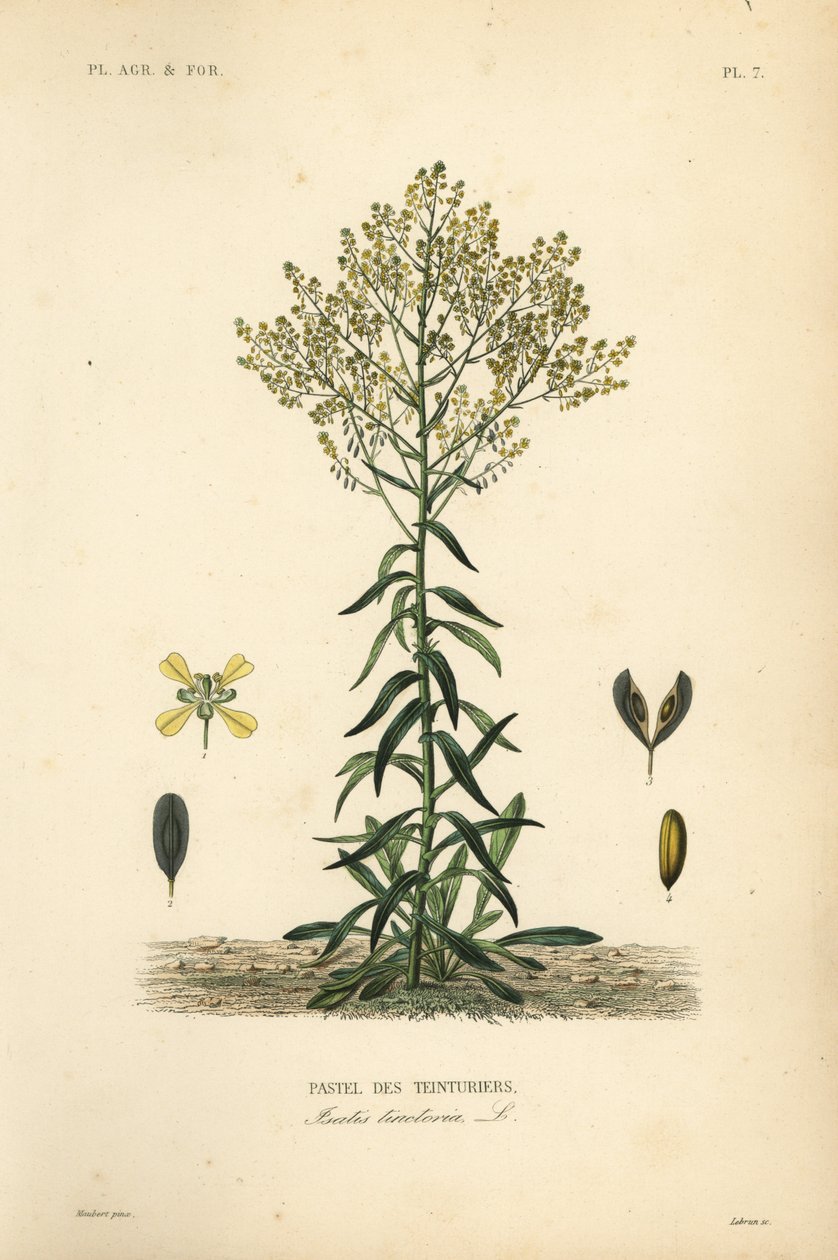 菘蓝, Isatis tinctoria, Pastel des Teinturers 作者 不明