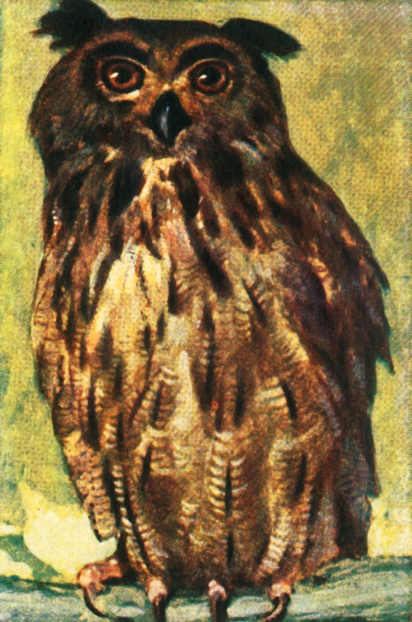 雕owl，c1928。 作者 不明