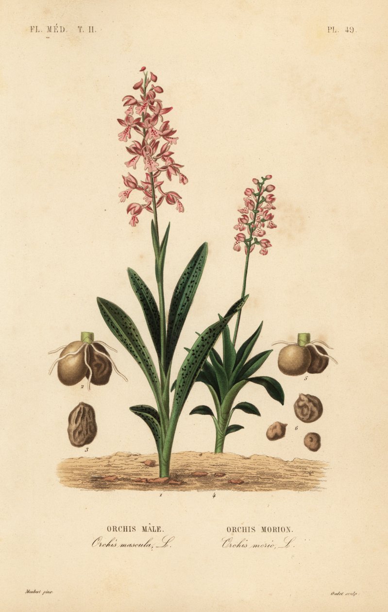 早紫兰花、Orchis mascula、雄性兰花和绿翅兰花、Anacamptis morio、Orchis morion 作者 不明