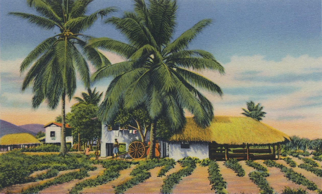 东印度小屋，特立尼达，BWI，c1940年代。 作者 不明