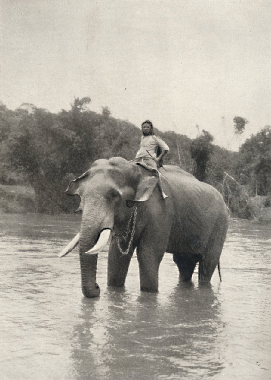 Elefant mit Kornak In der Mahavaliganga，1926年 作者 不明