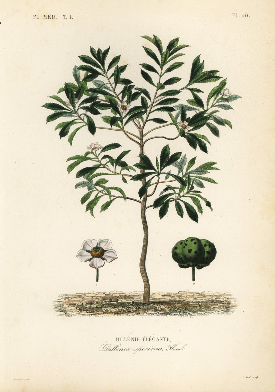 象形苹果，Dillenia indica, Dillenia speciosa, Dillenie elegante 作者 不明