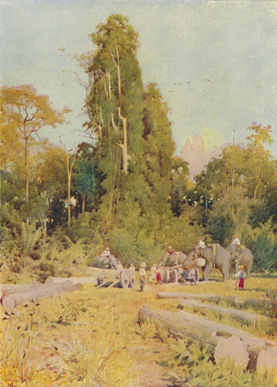 大象打桩柚木，1924年 作者 不明