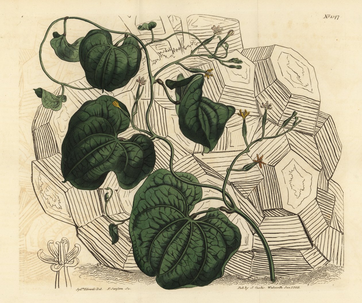象脚，Dioscorea pixelipes（雌性海角苔藓，Tamuselephantipes faemina） 作者 不明