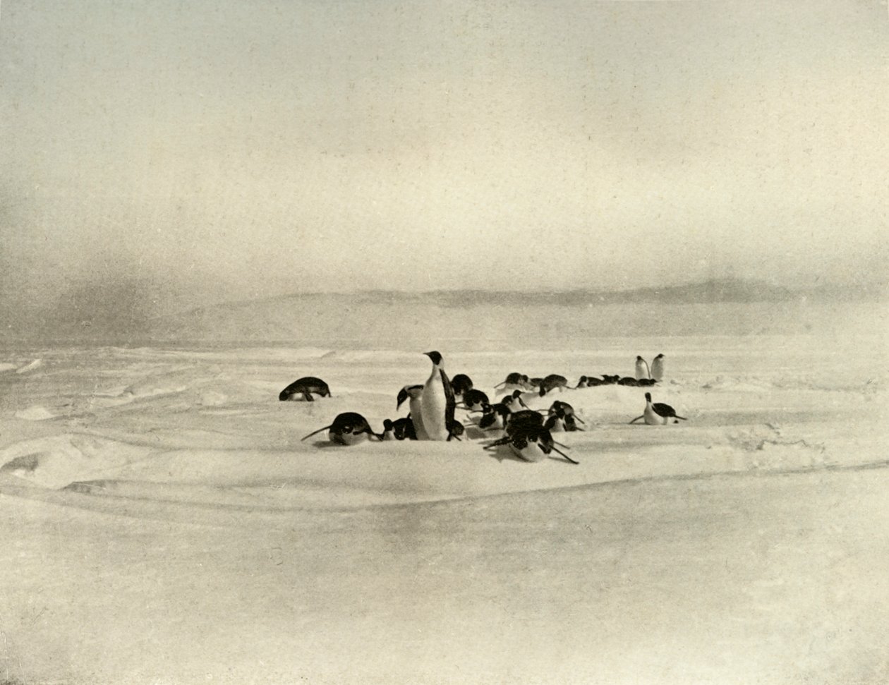 1909年，1909年，皇帝雪橇滑行 作者 不明