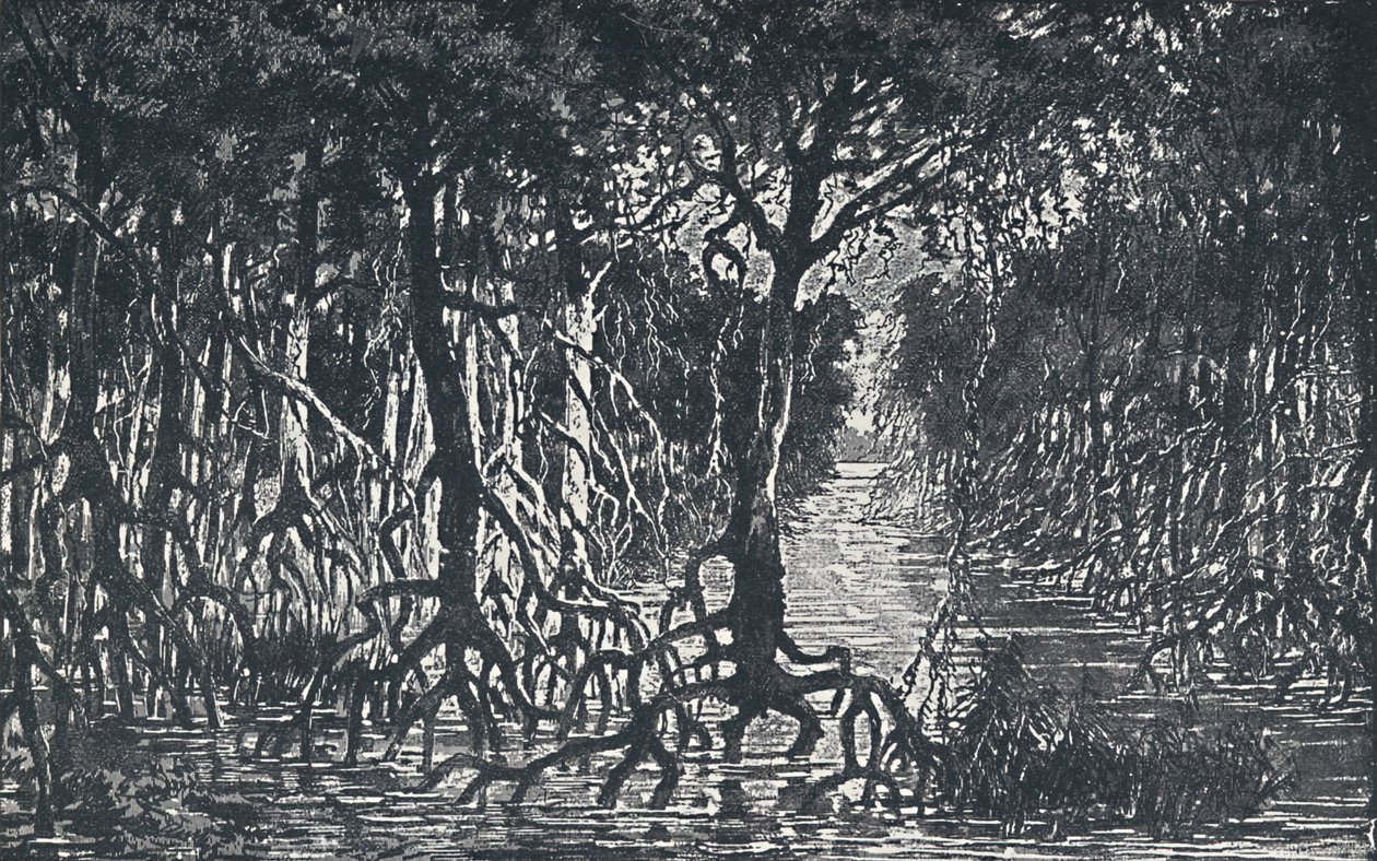赤道非洲森林，1924年 作者 不明