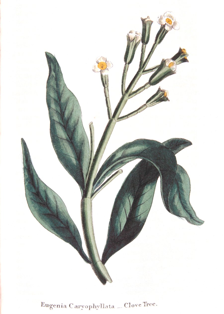 Eugenia caryophyllata-丁香树，1823年 作者 不明